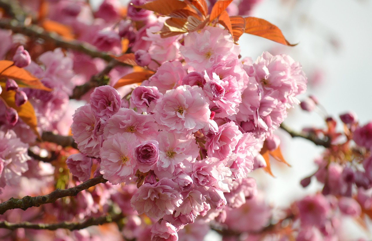 40 000 Free Cherry Hearts Heart Images Pixabay