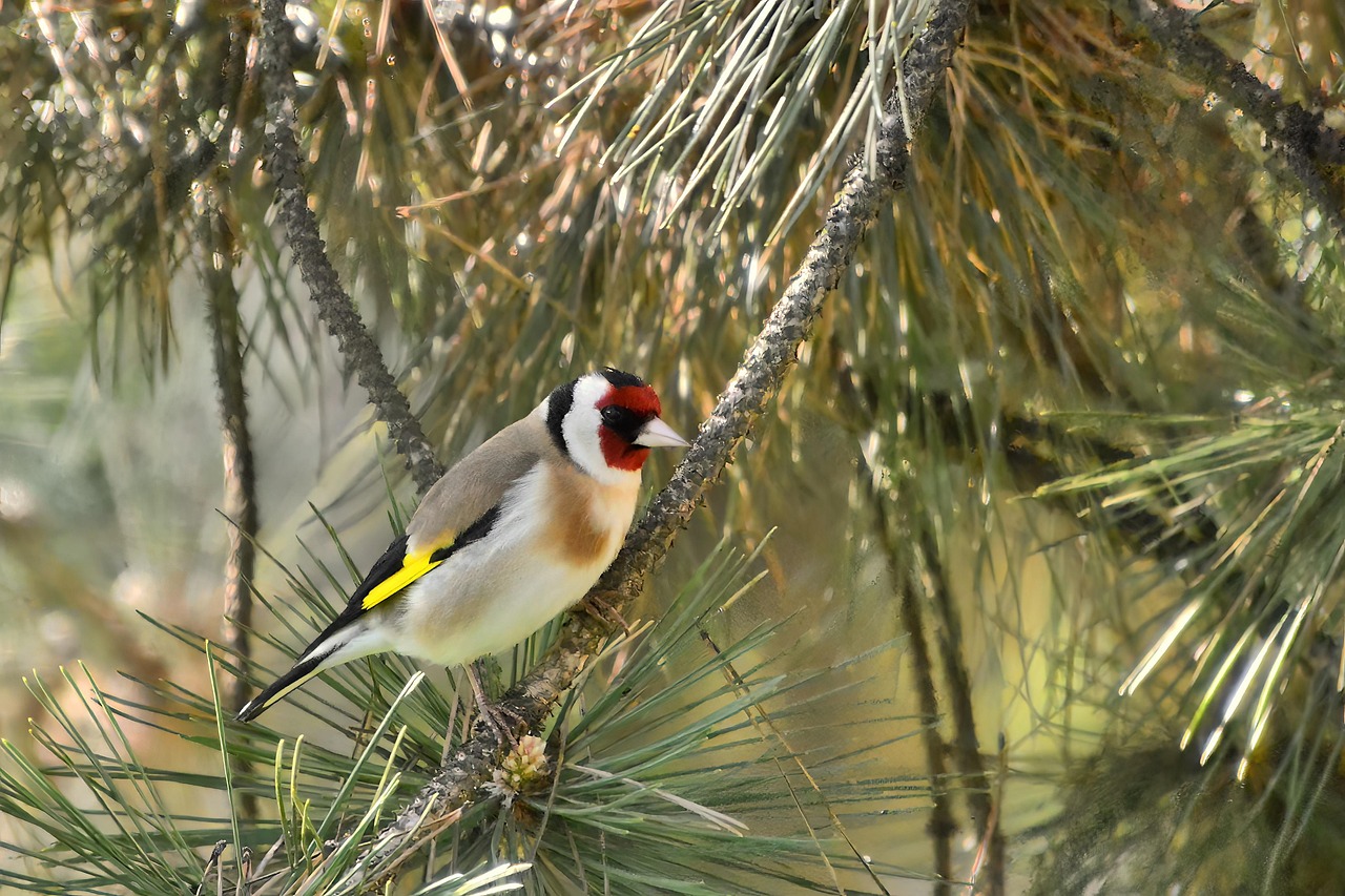 European Goldfinch Bird Colorful - Free photo on Pixabay - Pixabay