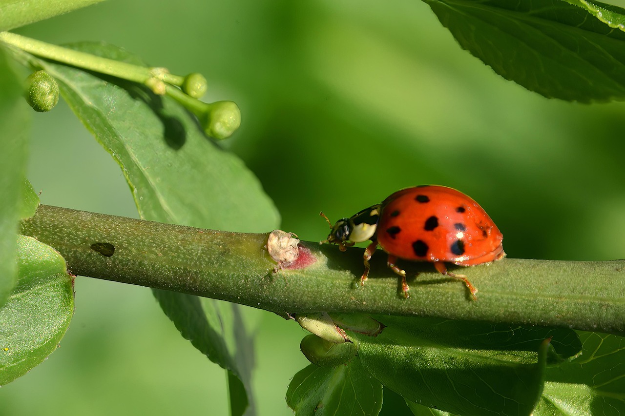 Marienkäfer Käfer Gefleckter - Kostenloses Foto auf Pixabay - Pixabay