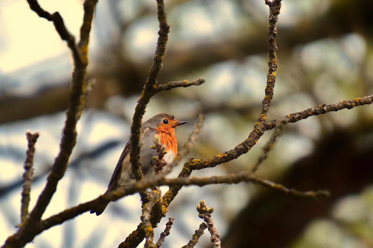 Робин Птица Животное Европейская - Бесплатное фото на Pixabay - Pixabay