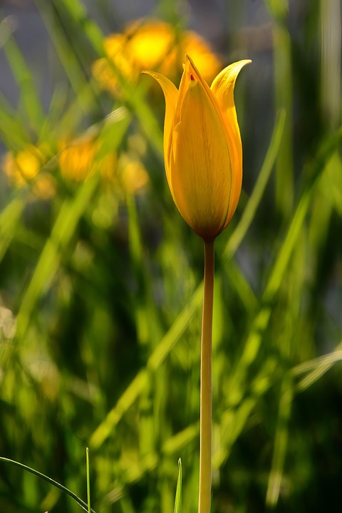 Bunga Tulp Tanaman Tulip - Foto gratis di Pixabay - Pixabay