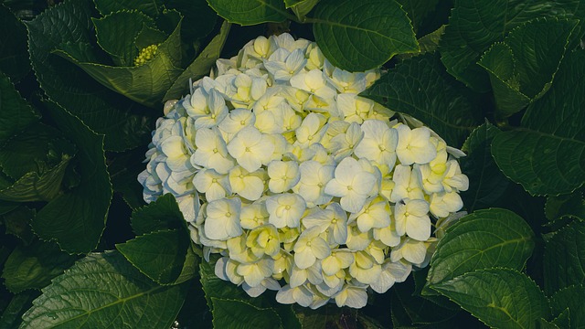 Free Flower Hydrangea Tree photo and picture