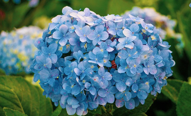 Free Flower Tropic photo and picture