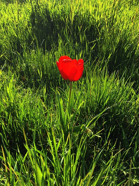 Hierba, Prado, Tulipán, Rojo, Flor