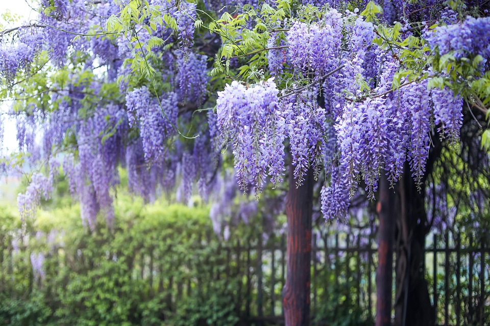 Wisteria Flower Rattan - Free photo on Pixabay - Pixabay