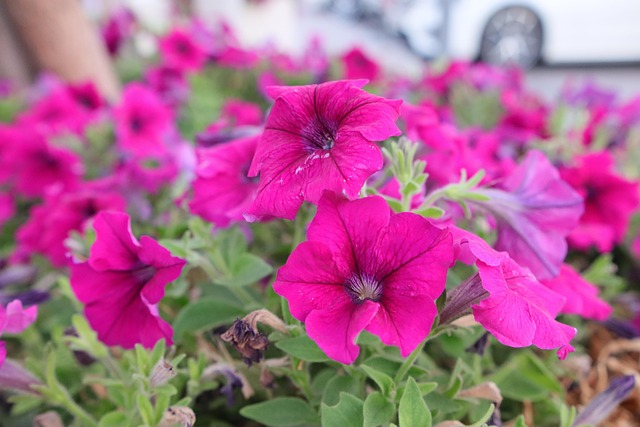 Fleurs Naturelles Jardin Photo Gratuite Sur Pixabay Pixabay fleurs-naturelles-jardin-photo-gratuite-sur-pixabay-pixabay