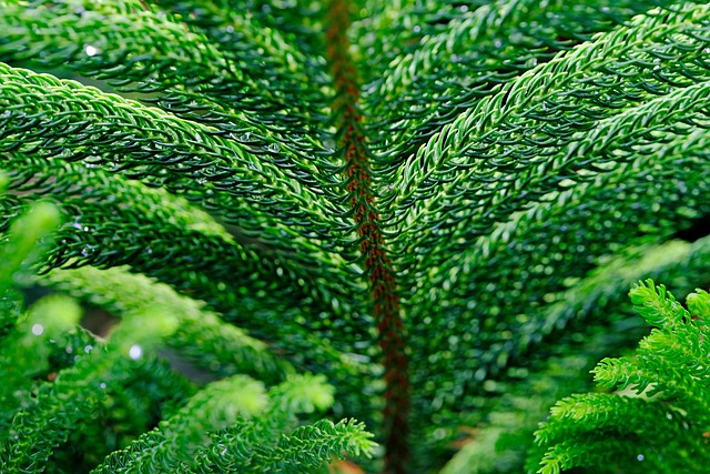Free Norfolk Tree Pine photo and picture
