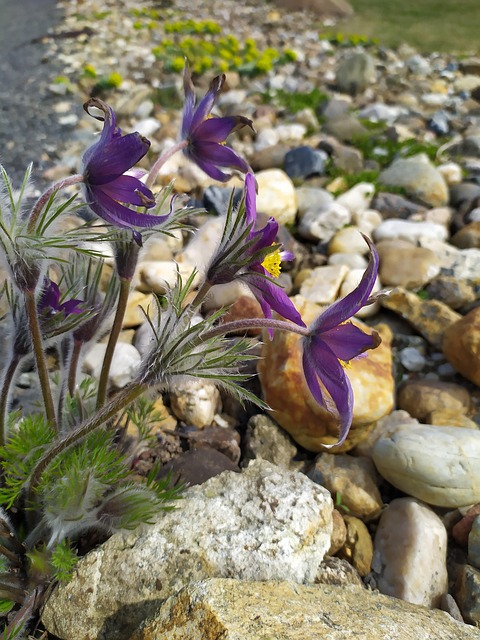 Free Flower Nature photo and picture
