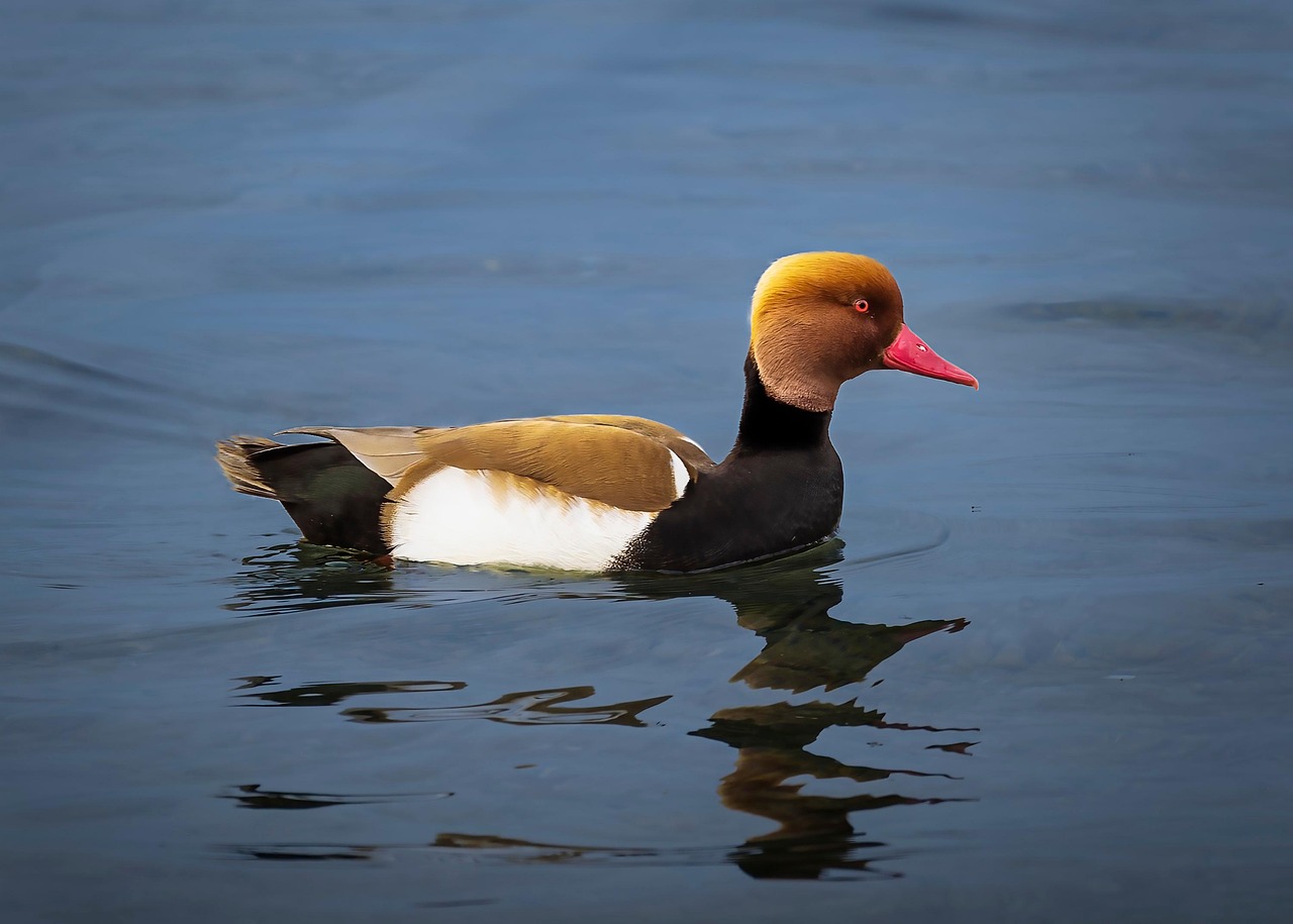 P jaro Pato Ornitolog a Foto Gratis En Pixabay Pixabay P jaro Pato Ornitolog a Foto Gratis En Pixabay Pixabay
