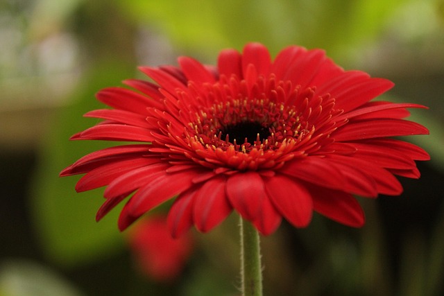 Flowers Daisy Bloom - Free photo on Pixabay - Pixabay