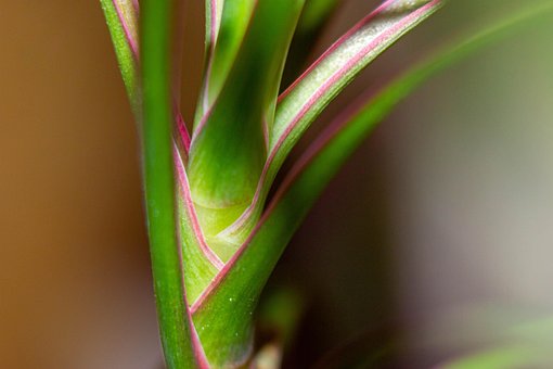 Dracaena, Vetplanten, Asperges