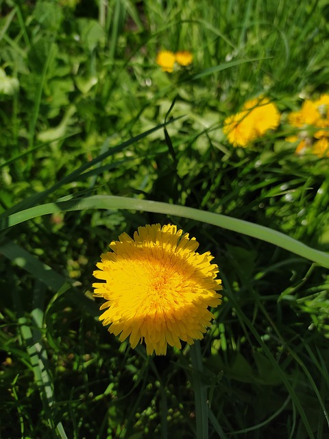 Mælkebøtte, Gul Blomst, Forår
