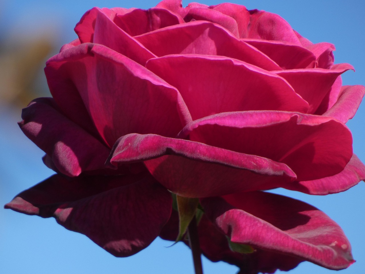 Beautiful Bloom Blooming - Free photo on Pixabay
