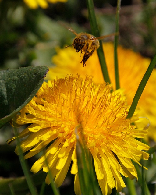 Free Flowers Bee photo and picture
