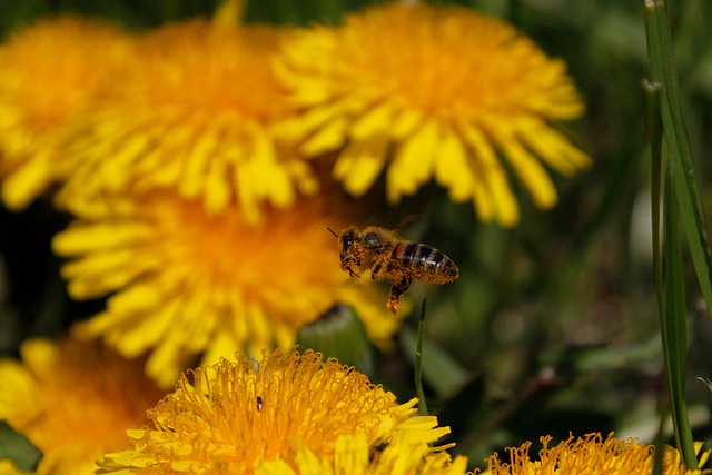 Free Insect Bee photo and picture