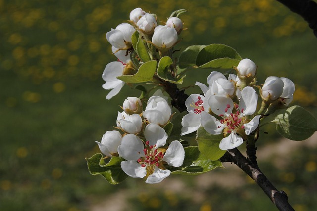 Free Spring Flower photo and picture