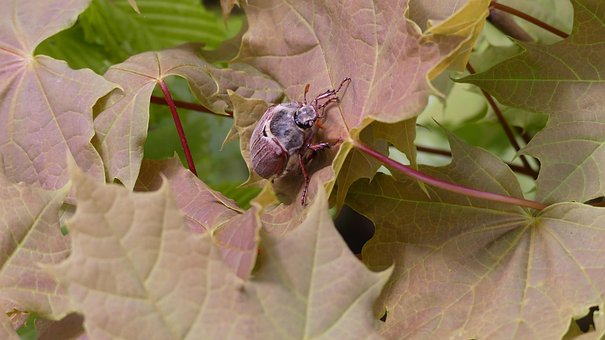 Free Insect Cockchafer photo and picture