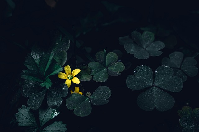 Free After The Rain Clover photo and picture