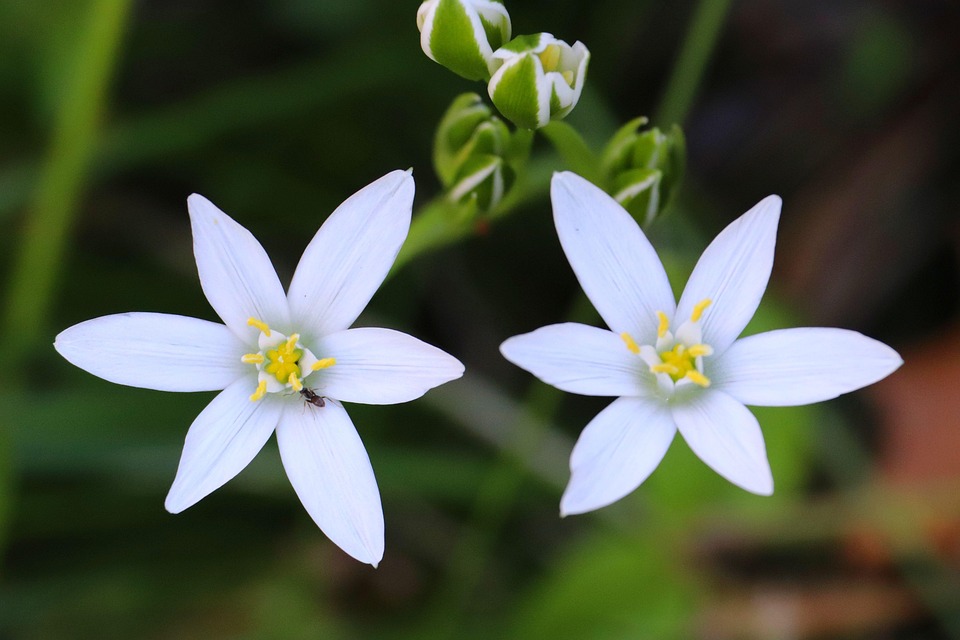 Garden Star Of Bethlehem Flower - Free photo on Pixabay