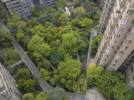Free Tree Look Down photo and picture
