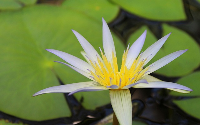 Water Lily Waterlily Lake Free photo on Pixabay
