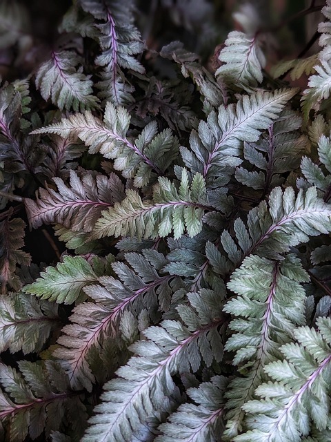 21 Shade Plants That Thrive In Low Light | Garden Design