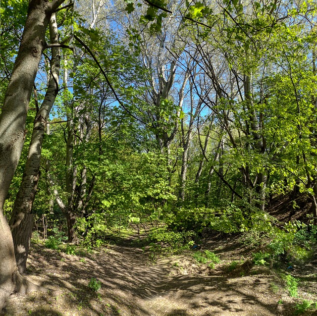 Free The Park Nature photo and picture