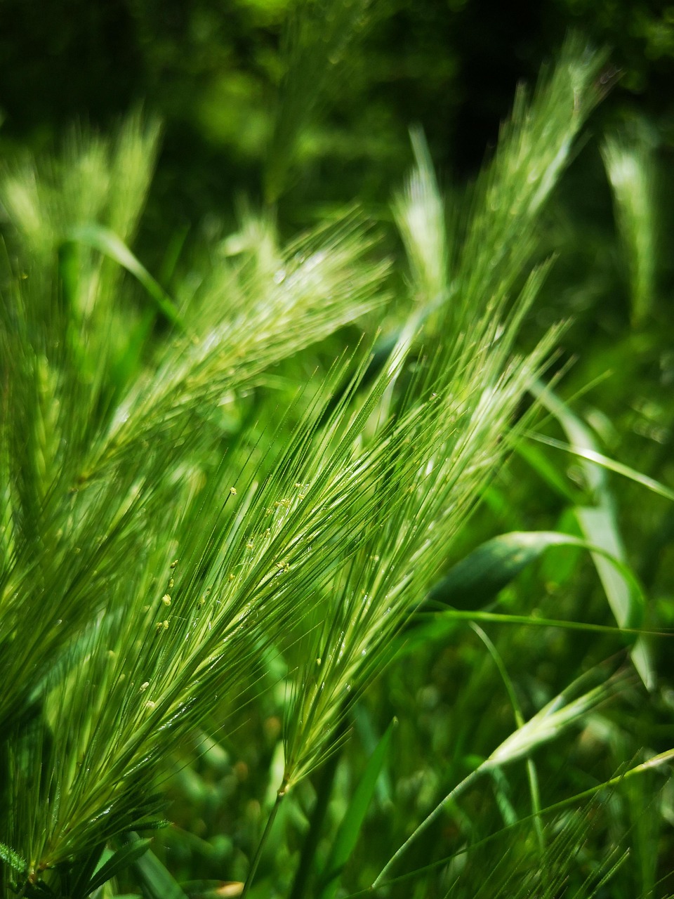 草地 草 植物 - Pixabay上的免费照片 - Pixabay
