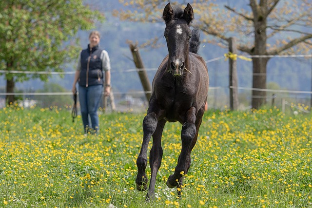 Free Animal Horse photo and picture