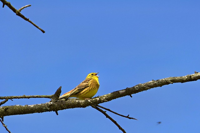 Vogel, Singvogel, Gelbhammer, Vogelkunde