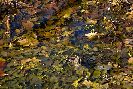 Free Spring Leaves photo and picture