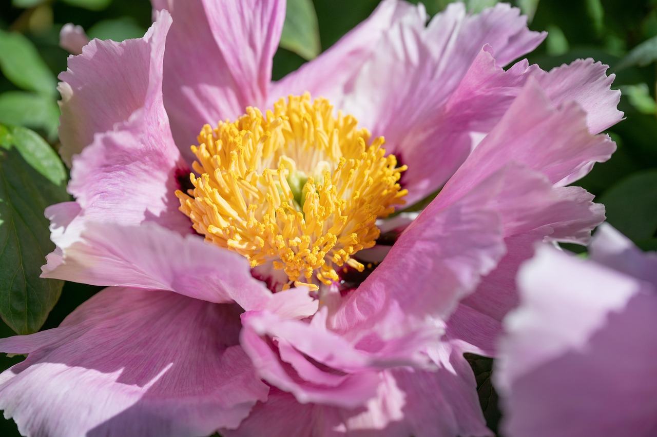 Pivoine Fleur De Brousse Photo Gratuite Sur Pixabay Pixabay