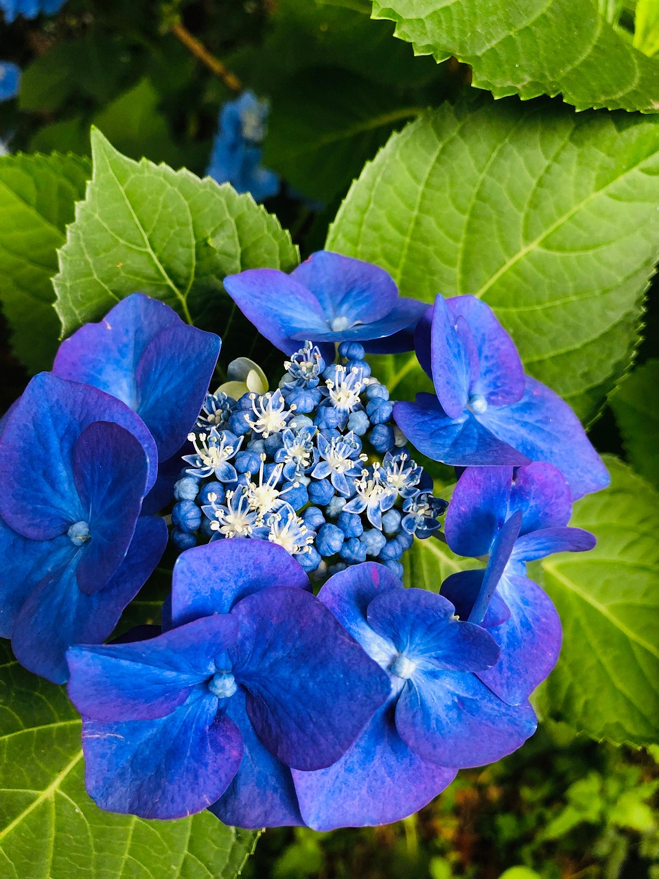 Hortensie Blume Pflanze Blaue - Kostenloses Foto auf Pixabay