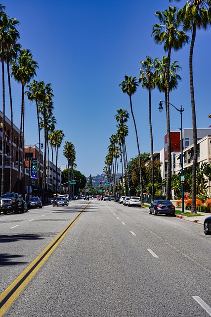 Free Road Palm Trees photo and picture