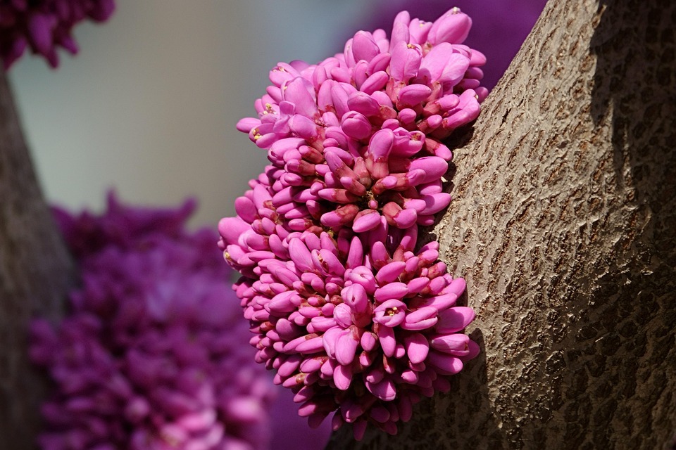 紫荆(Chinese Redbud) 植物 开花 - Pixabay上的免费照片 - Pixabay