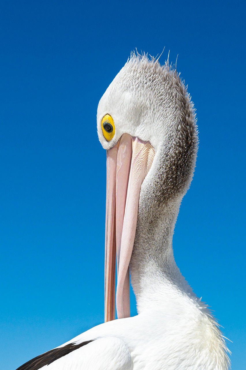 pelican-7962189_1280.jpg