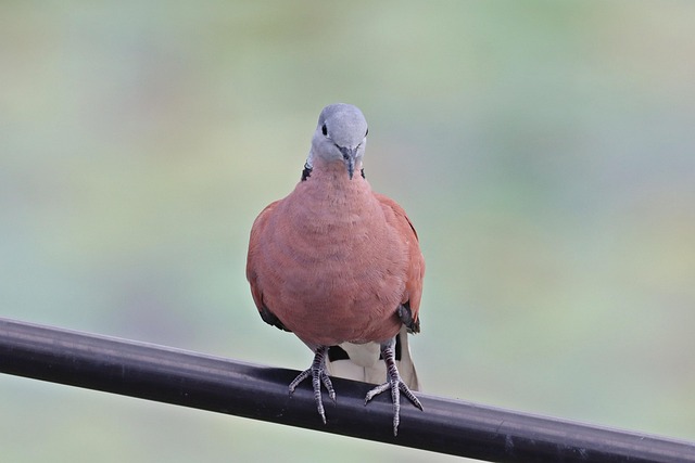 Vogel, Duif, Ornithologie, Soort, Fauna
