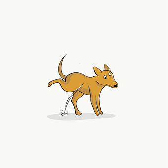 Hund, Kæledyr, Løb, Spille, Natur, Hunde