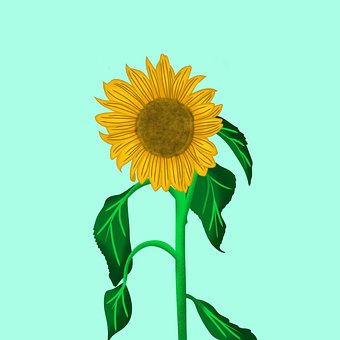 Solsikke, Blomst, Natur, Forår, Flora