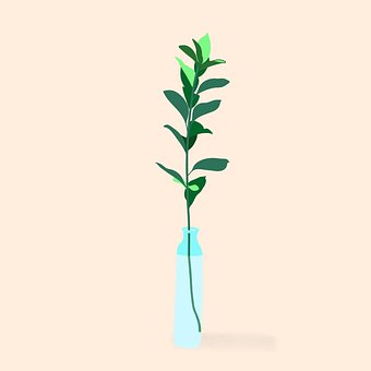 Plante, Blade, Vase, Stueplante