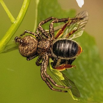 Edderkop, Krabbe Edderkop, Omløb, Natur