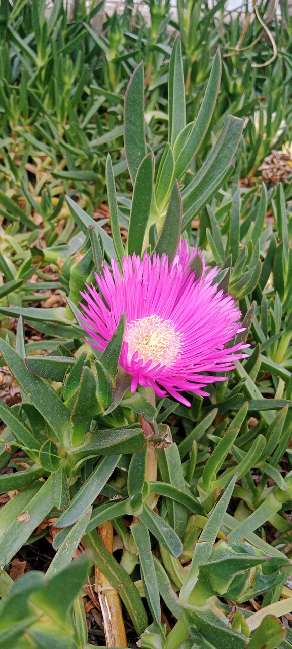 Pretty Flower - Free photo on Pixabay - Pixabay