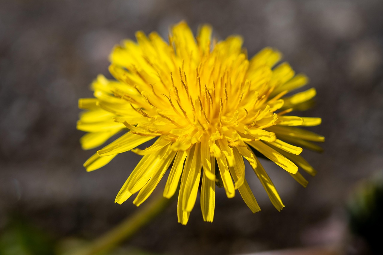 Pissenlit (feuille) TT main image 1