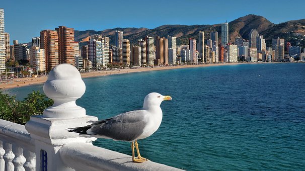Free Seagull Holiday photo and picture
