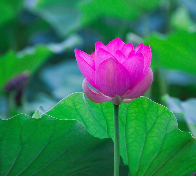 Flower Lotus Blooming Pink - Free photo on Pixabay