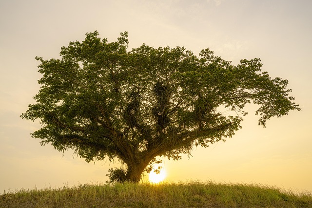 Tree, alone, hill and old — photo by RonaldPlett
