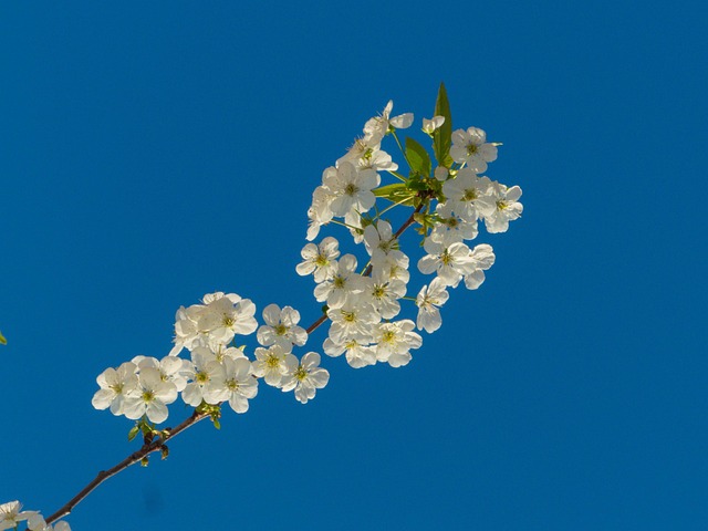 Florim Rama Flores Rama Bloom - Foto gratis en Pixabay - Pixabay