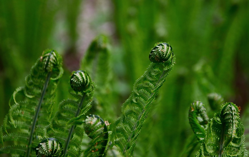 蕨类 植物 绿色 - Pixabay上的免费照片