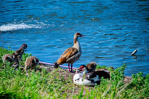 Meer, Natur, Ente, Familie, See, Vögel