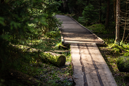 Free Path Forest photo and picture